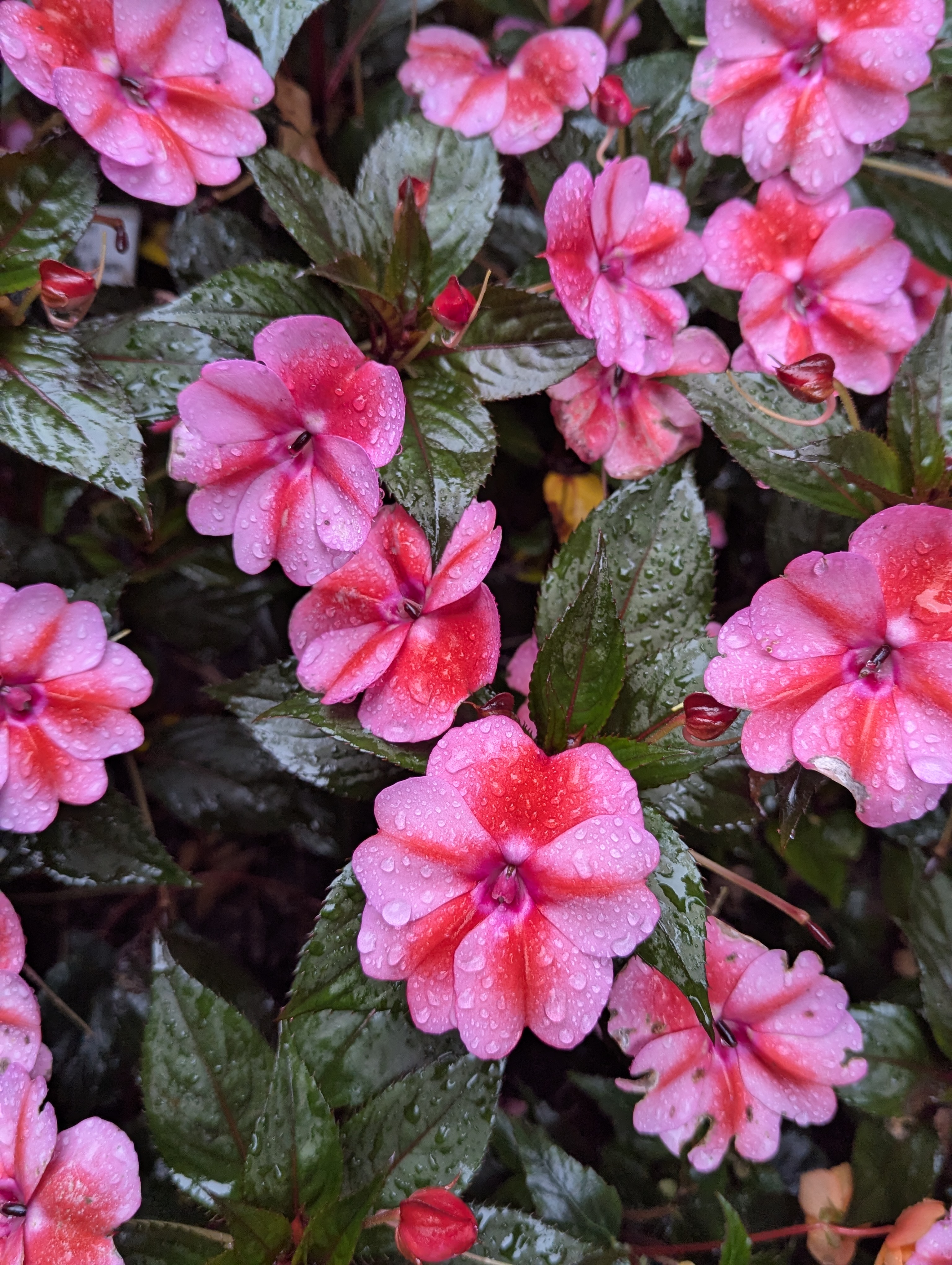 Botonic Gardens, Muenster, Germany